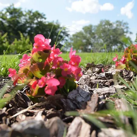 Vila Lily Szálloda *